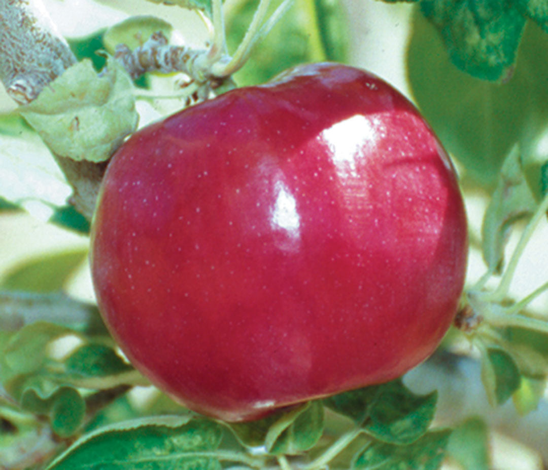 Apple " Red McIntosh " Exotic 10 Fruit Seeds