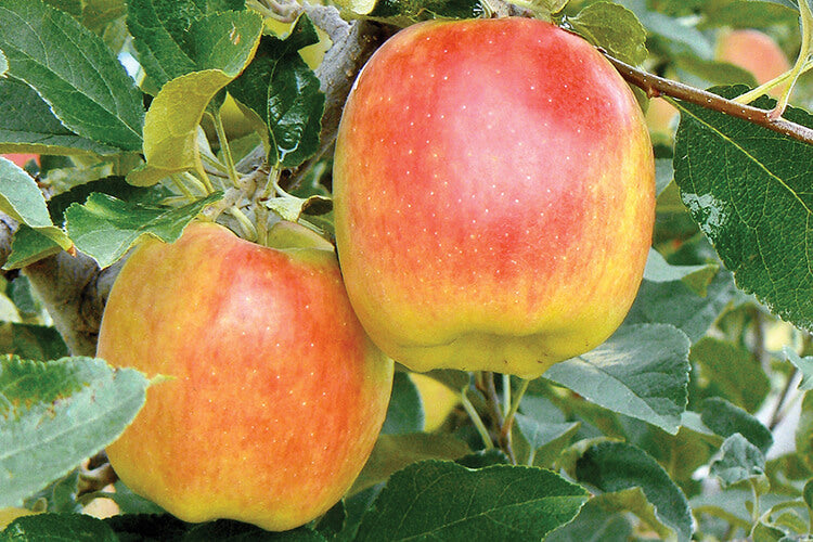 Apple " Ambrosia " Exotic 10 Fruit Seeds
