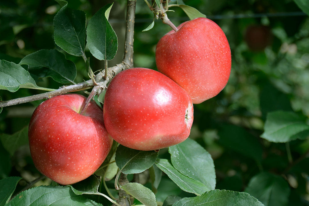 Apple " Galaval " Exotic 10 Fruit Seeds