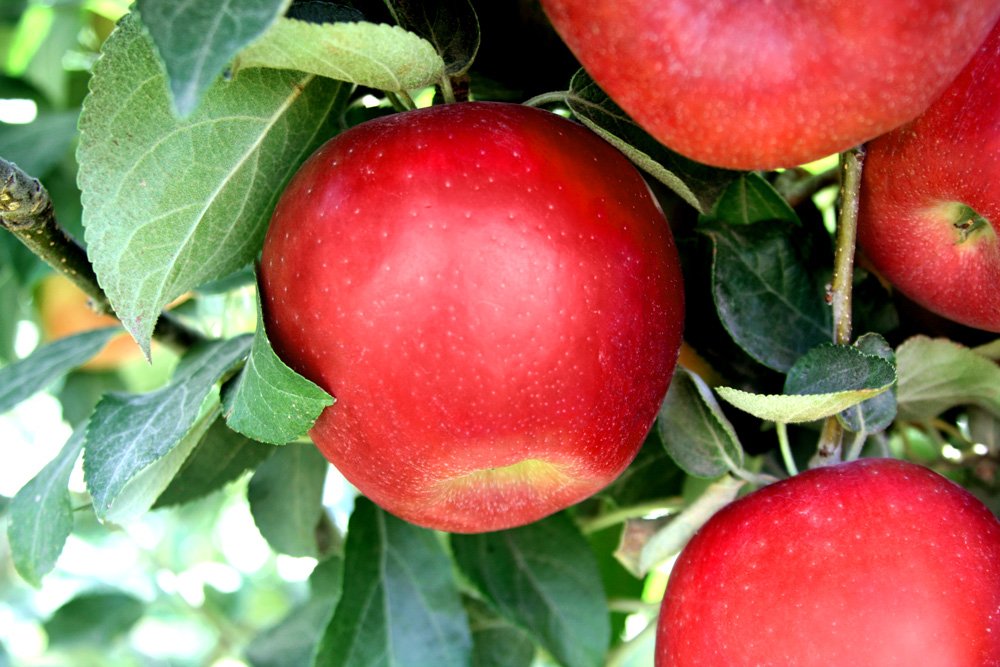 Apple " Cosmic Crisp " Exotic 10 Fruit Seeds