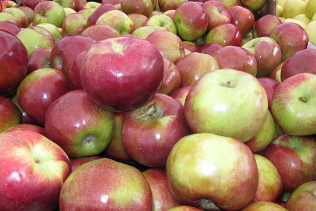 Apple " Macoun " Exotic 10 Fruit Seeds