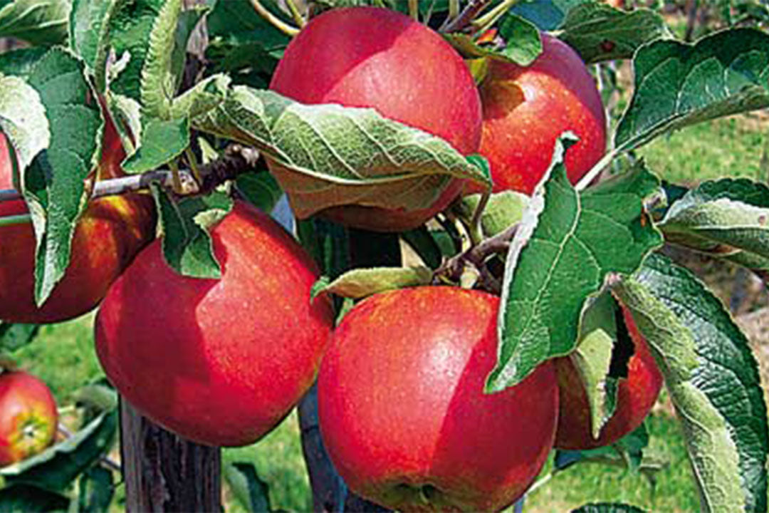 Apple " RubyMac " Exotic 10 Fruit Seeds