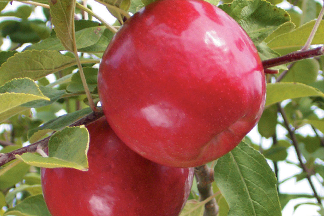 Apple " Royal Court " Exotic 10 Fruit Seeds
