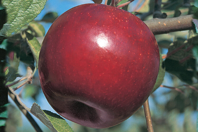 Apple " Ruby Jon " Exotic 10 Fruit Seeds