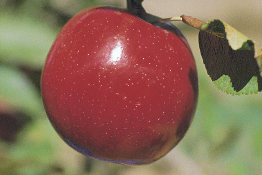 Apple " Royal Empire " Exotic 10 Fruit Seeds