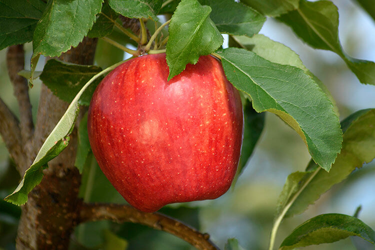 Apple " Gale Gala " Exotic 10 Fruit Seeds