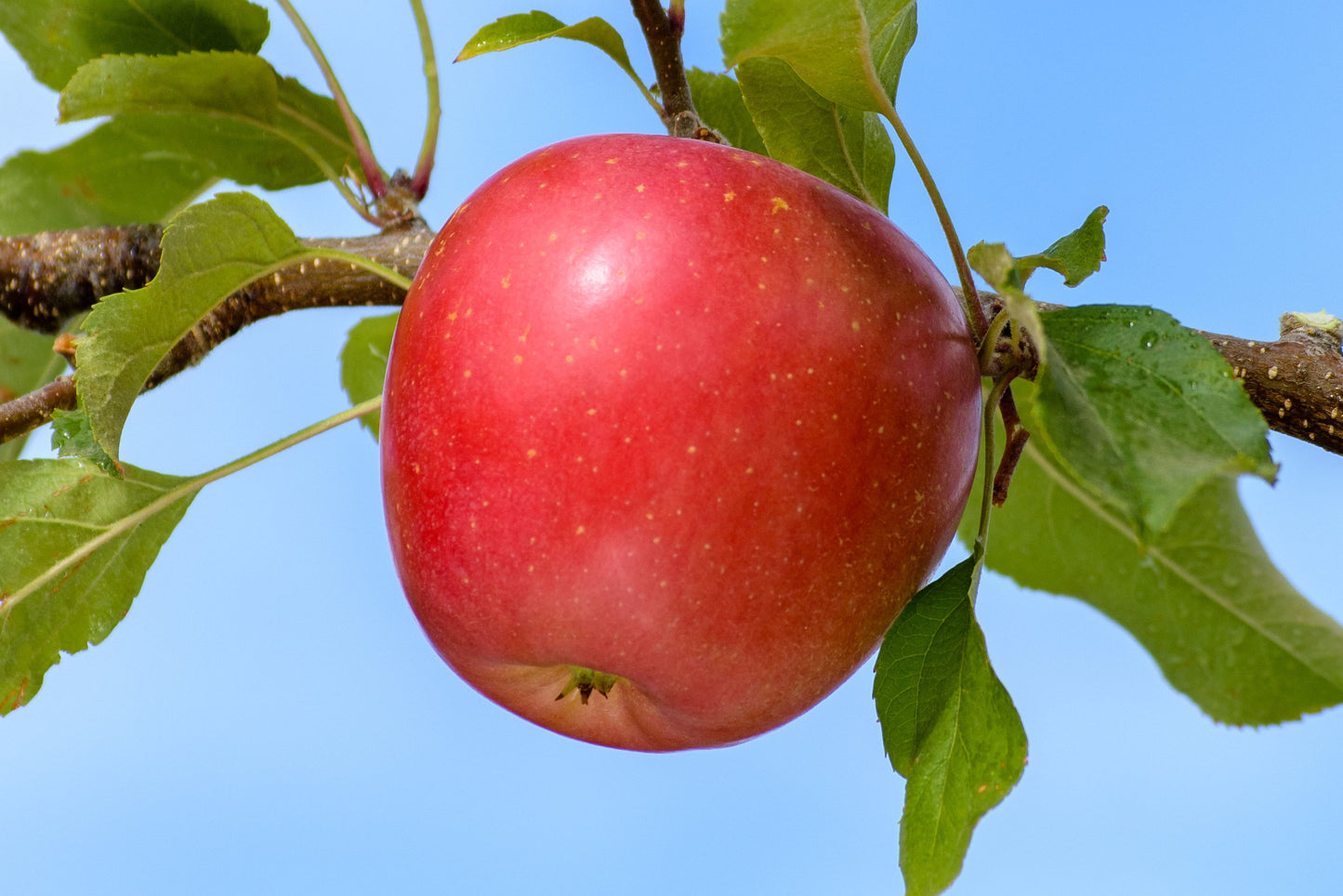Apple " Early Fuji " Exotic 10 Fruit Seeds