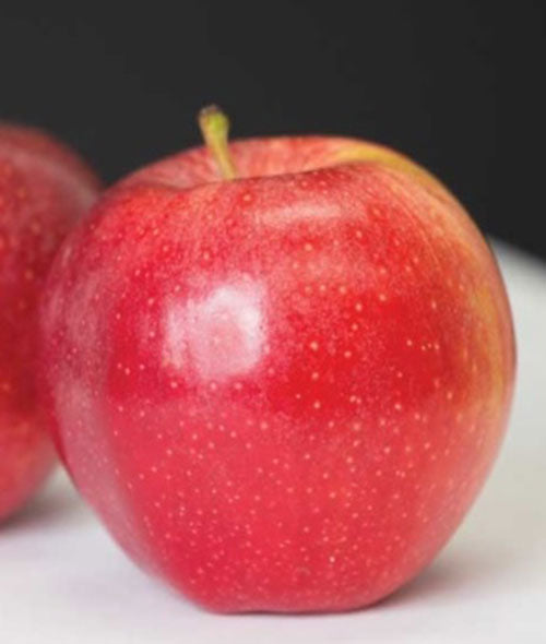 Apple " Foxtrot Gala " Exotic 10 Fruit Seeds