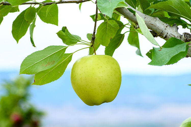 Apple " Golden Delicious " Exotic 10 Fruit Seeds