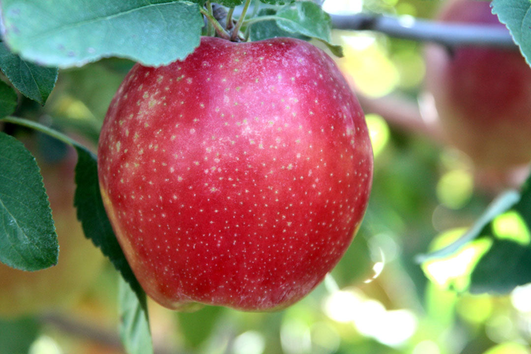 Apple " Sunrise Magic " Exotic 10 Fruit Seeds