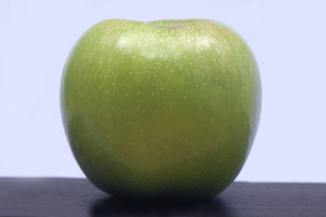 Apple " Yellow Newtown " Exotic 10 Fruit Seeds