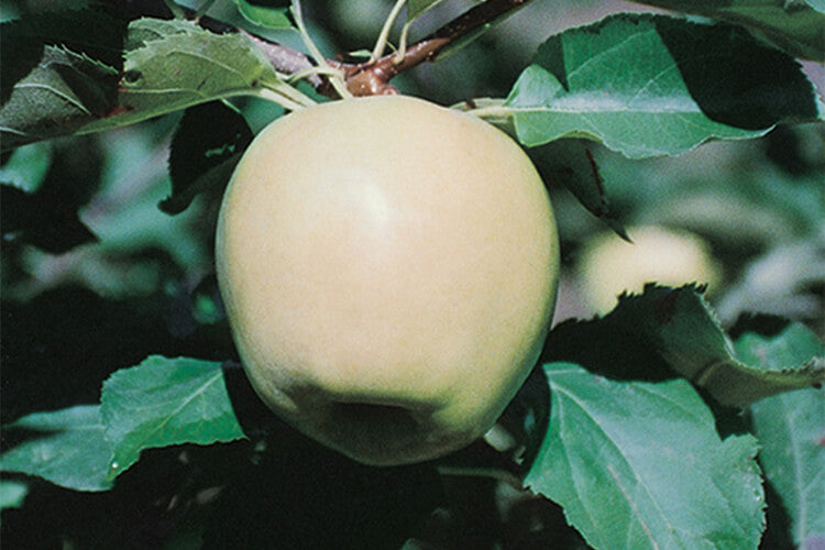 Apple " Mutsu " Exotic 10 Fruit Seeds