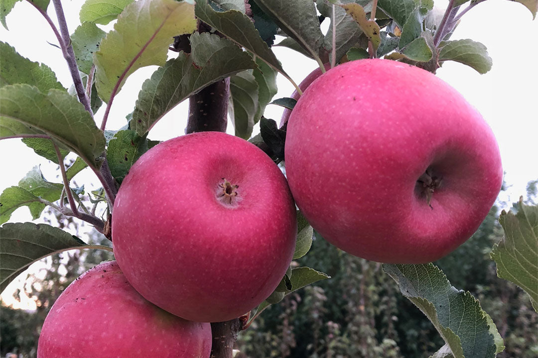 Apple " Pink Lady " Exotic 10 Fruit Seeds