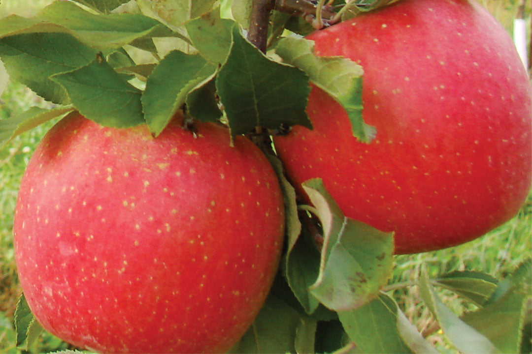Apple " EverCrisp " Exotic 10 Fruit Seeds