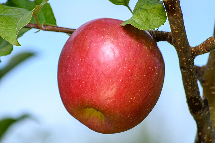 Apple " Red Fuji " Exotic 10 Fruit Seeds