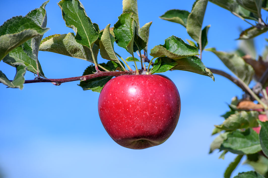 Apple " Snapp " Exotic 10 Fruit Seeds