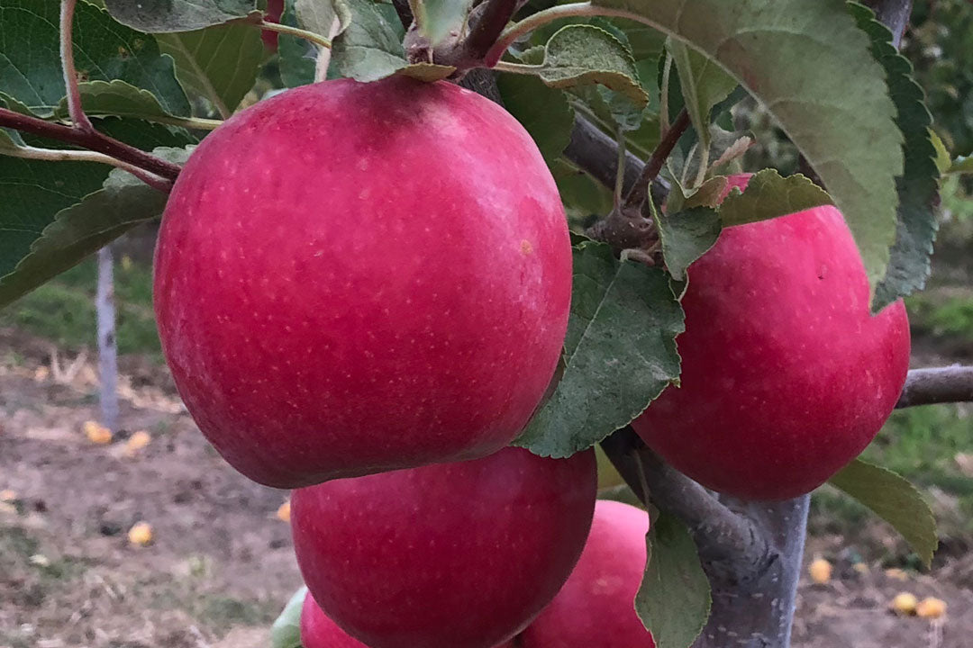 Apple " Pink Beauty " Exotic 10 Fruit Seeds