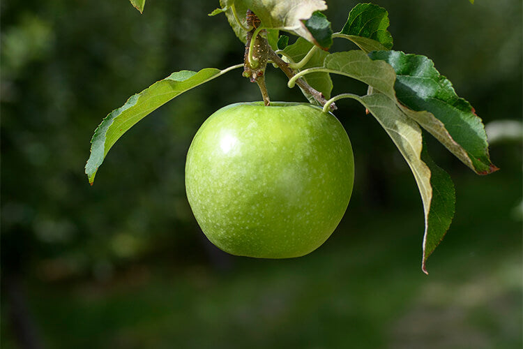 Apple " Granny Smith " Exotic 10 Fruit Seeds