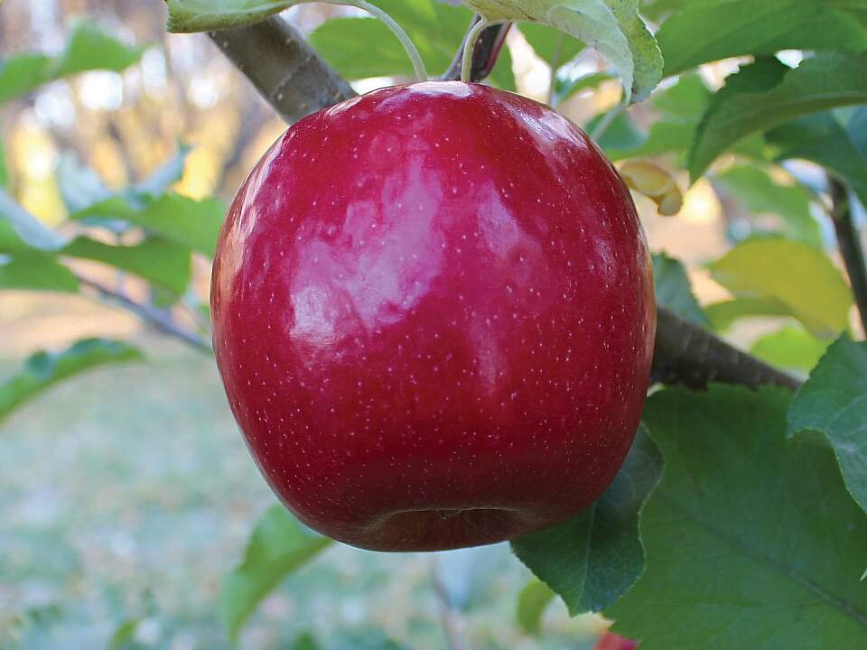 Apple " Lady in Red " Exotic 10 Fruit Seeds