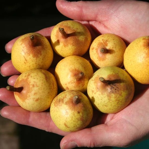 Pear " Petite Poire " Exotic 20 Fruit Seeds