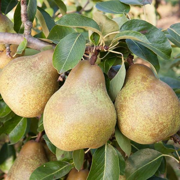 Pear " Merton Pride " Exotic 20 Fruit Seeds