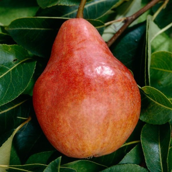Pear " Red Williams " Exotic 20 Fruit Seeds