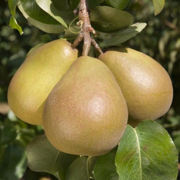 Pear " Beurre Hardy " Exotic 20 Fruit Seeds