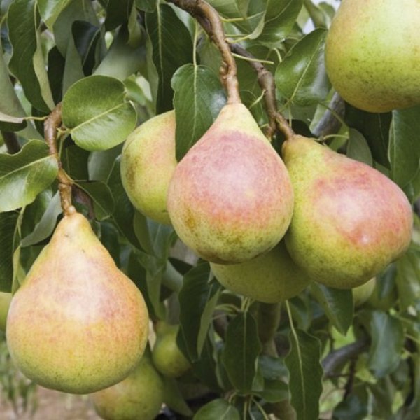 Pear " Onward " Exotic 20 Fruit Seeds