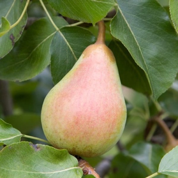 Pear " Beth " Exotic 20 Fruit Seeds