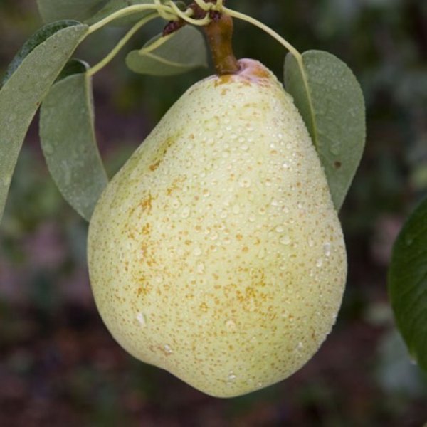 Pear " Invincible " Exotic 20 Fruit Seeds