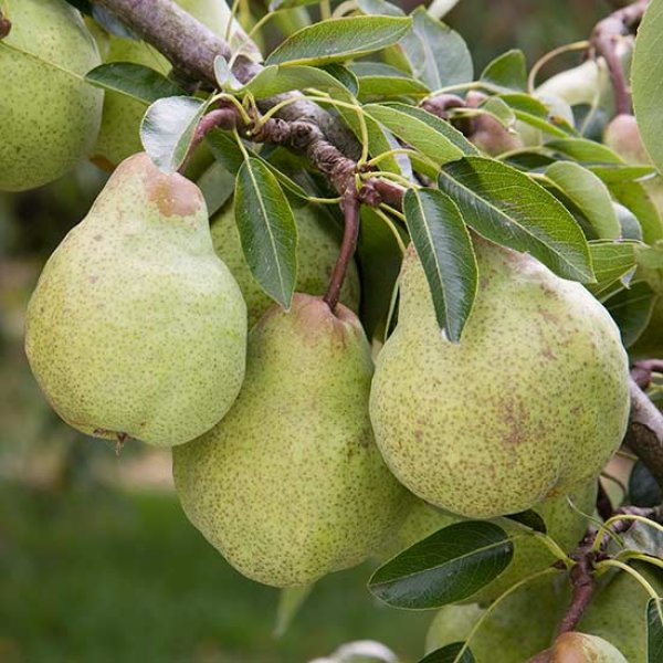 Pear " Triumph " Exotic 20 Fruit Seeds