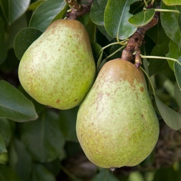 Pear " Williams " Exotic 20 Fruit Seeds