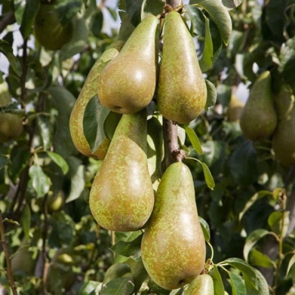 Pear " Concorde " Exotic 20 Fruit Seeds