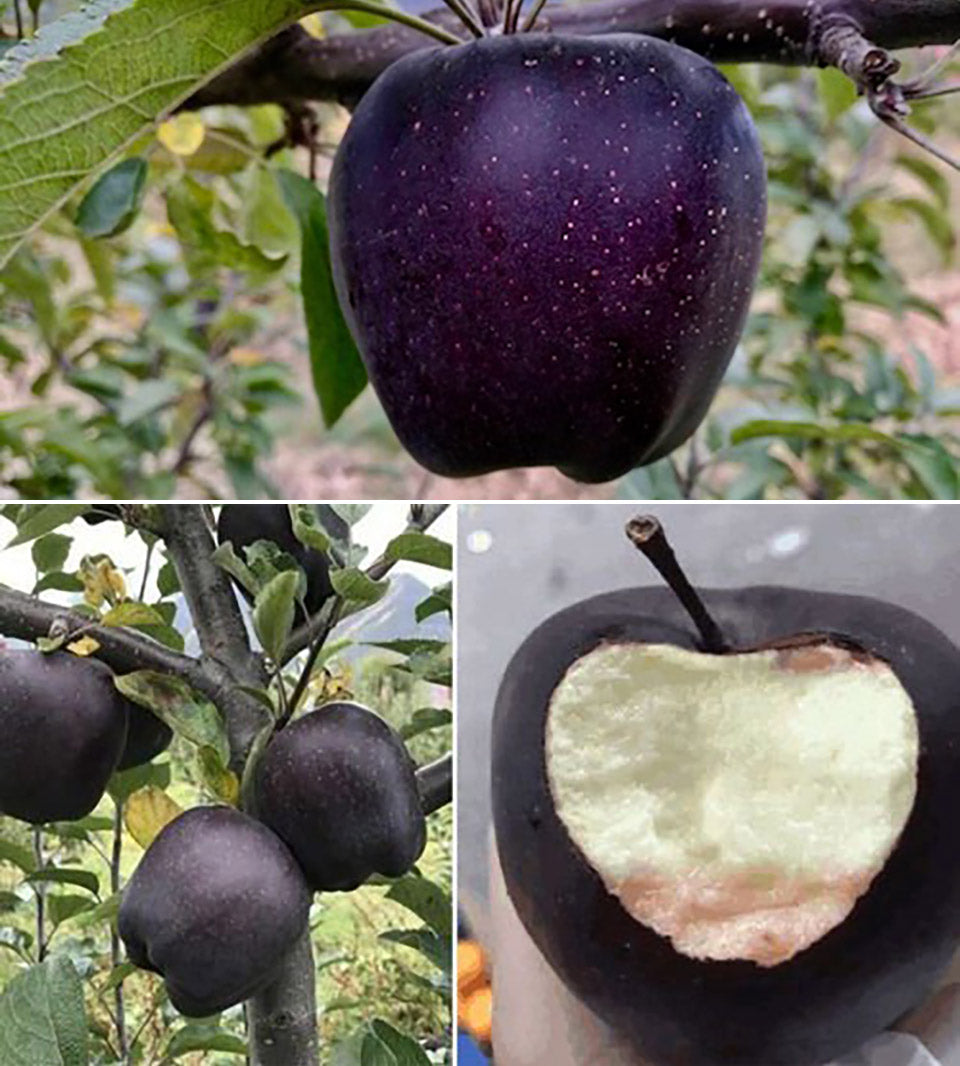 Apple " Black Diamond " Exotic 10 Fruit Seeds