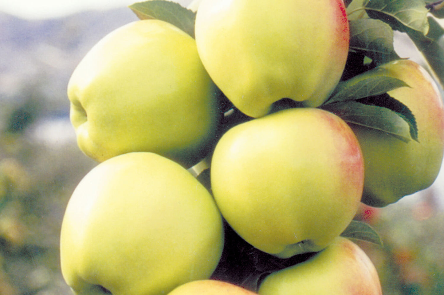 Apple " Ginger Gold " Exotic 10 Fruit Seeds