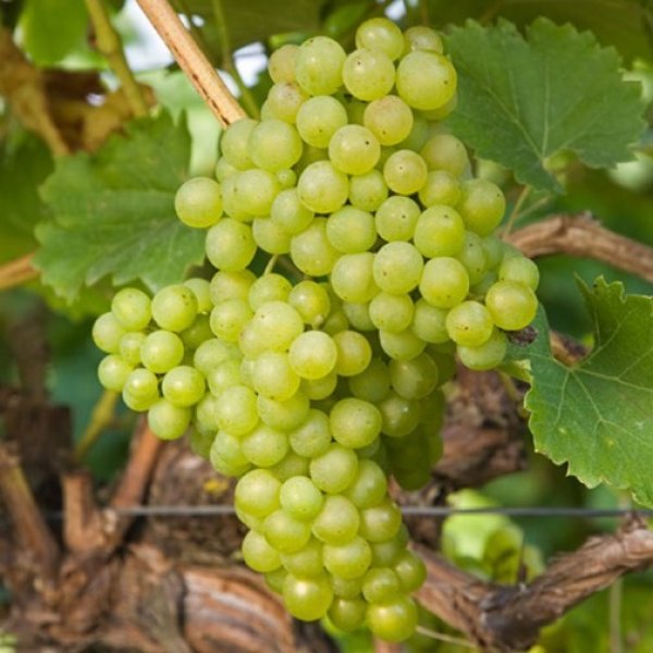 Grape " Phoenix " Exotic 20 Fruit Seeds