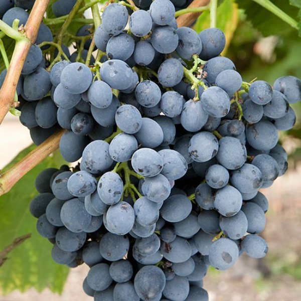 Grape " Autumn Royal " Exotic 20 Fruit Seeds