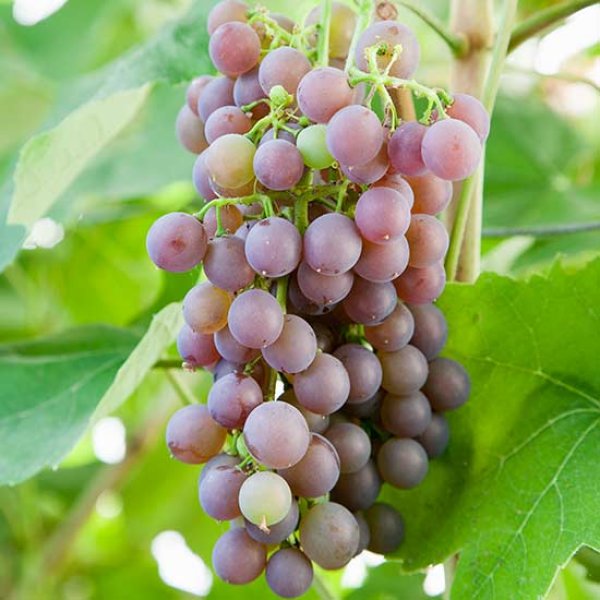 Grape " Strawberry Vine " Exotic 20 Fruit Seeds