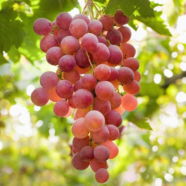 Grape " Suffolk Red " Exotic 20 Fruit Seeds
