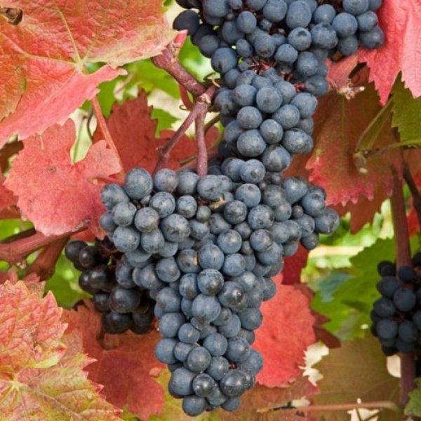 Grape " Regent " Exotic 20 Fruit Seeds