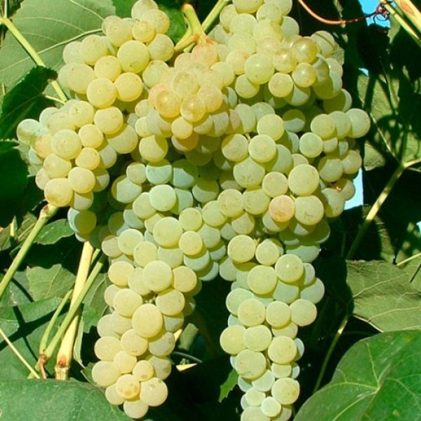 Grape " Lakemont " Exotic 20 Fruit Seeds