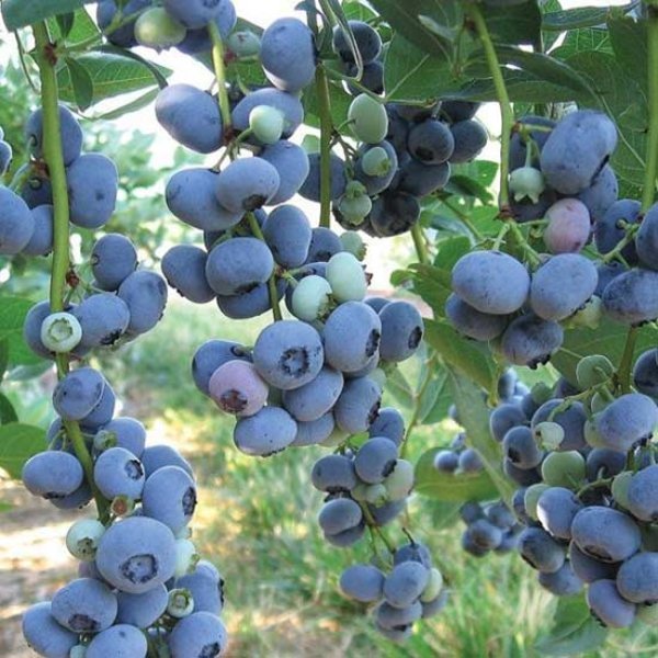 Blueberry " Liberty " Exotic 50 Fruit Seeds