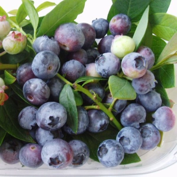 Blueberry " Sunshine Blue " Exotic 50 Fruit Seeds
