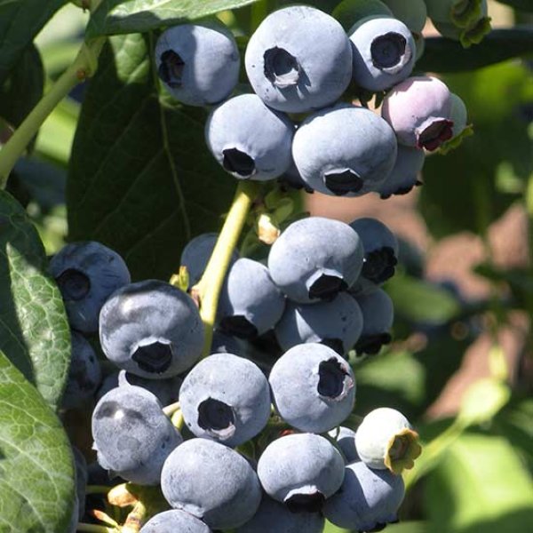Blueberry " Draper " Exotic 50 Fruit Seeds