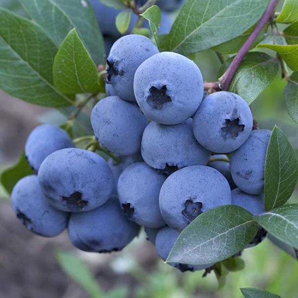 Blueberry " Aurora " Exotic 50 Fruit Seeds