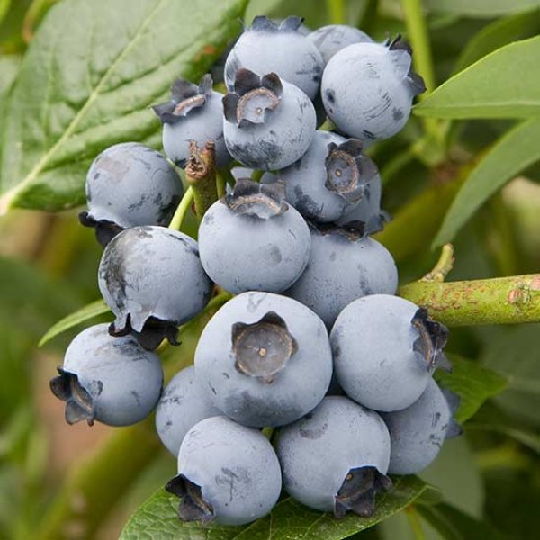 Blueberry " Brigitta " Exotic 50 Fruit Seeds