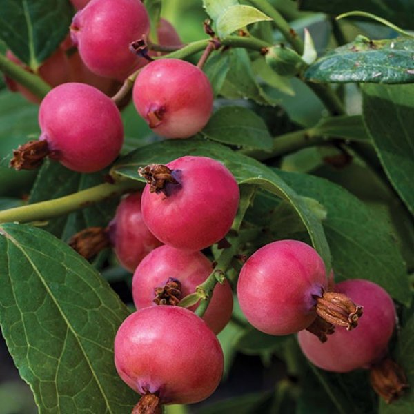 Blueberry " Pink Sapphire " Exotic 50 Fruit Seeds