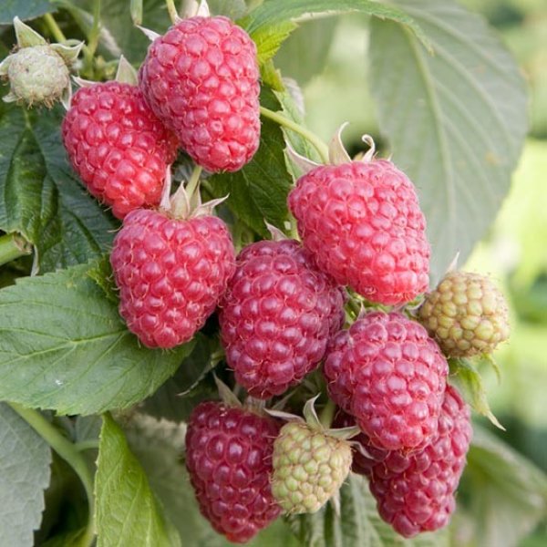 Raspberry " Joan J " Exotic 50 Fruit Seeds