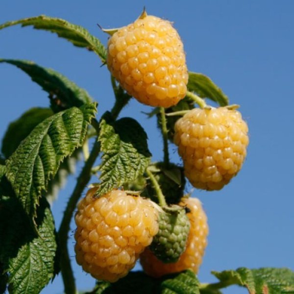 Raspberry " Allgold " Exotic 50 Fruit Seeds