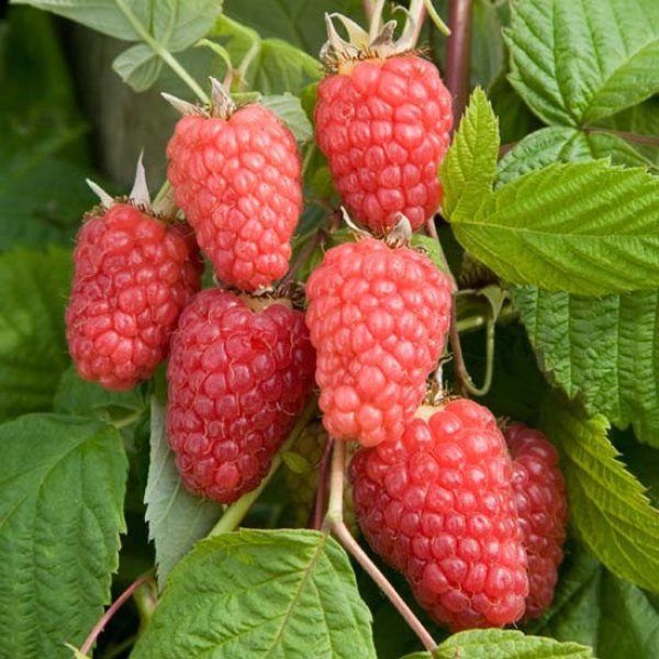 Raspberry " Cascade Delight " Exotic 50 Fruit Seeds